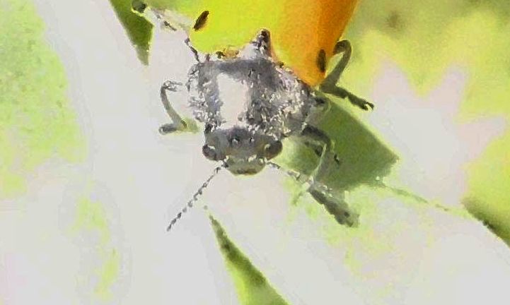 Lachnaia sp. (Chrysomelidae)
